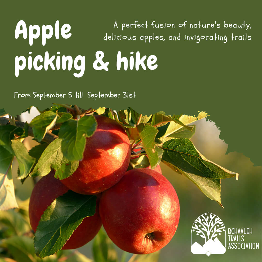 Apple Picking